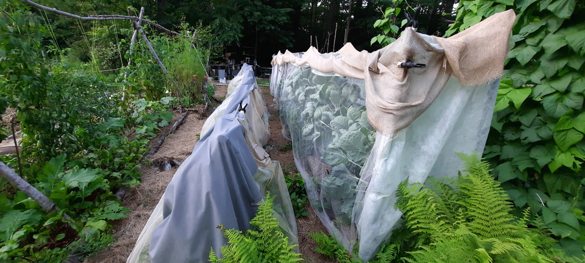 netted brasicas under toule with weed block and burlap used as shade cloth