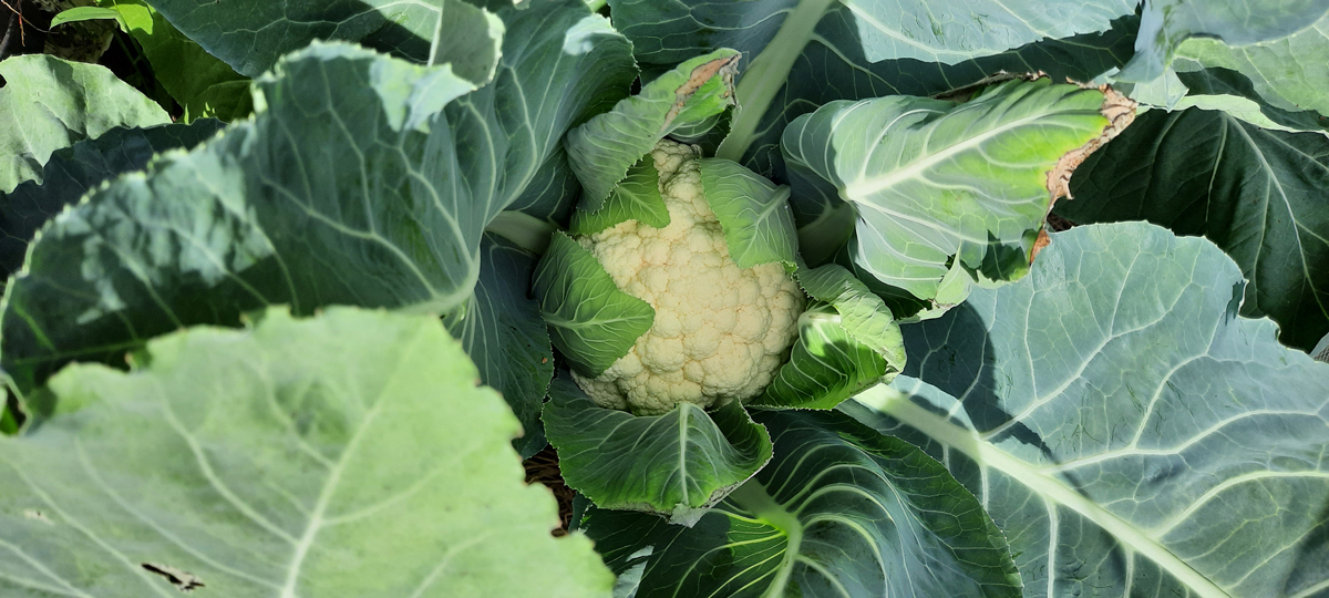 cauliflower