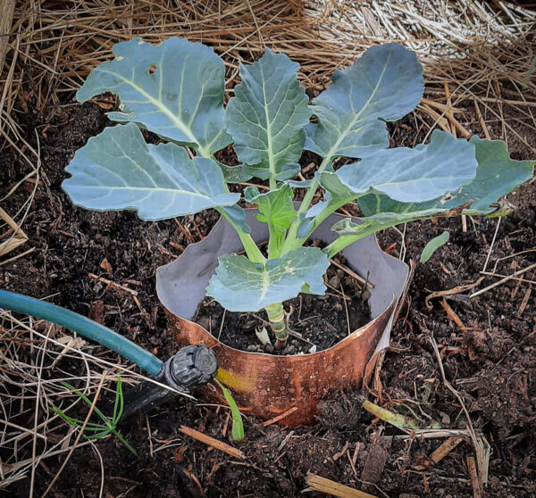 cooper collar around brocolli