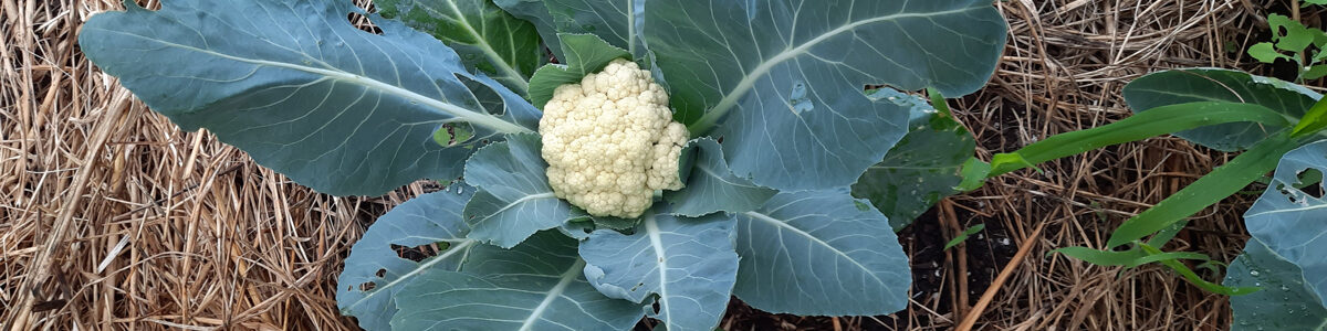 cauliflower, end of june