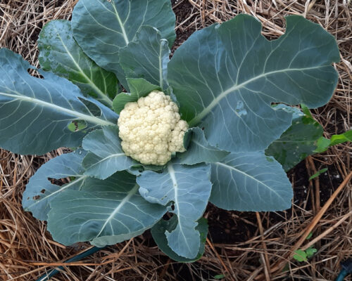 cauliflower, end of june