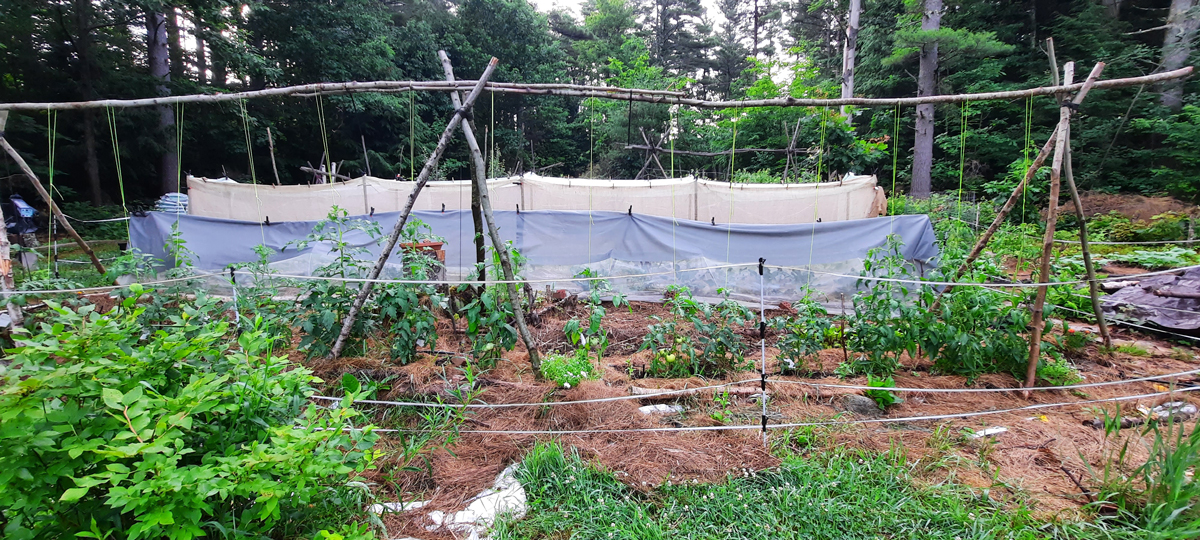 late June vegetable garden rows