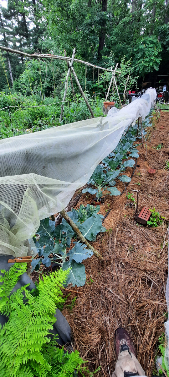 A row of brassicas.