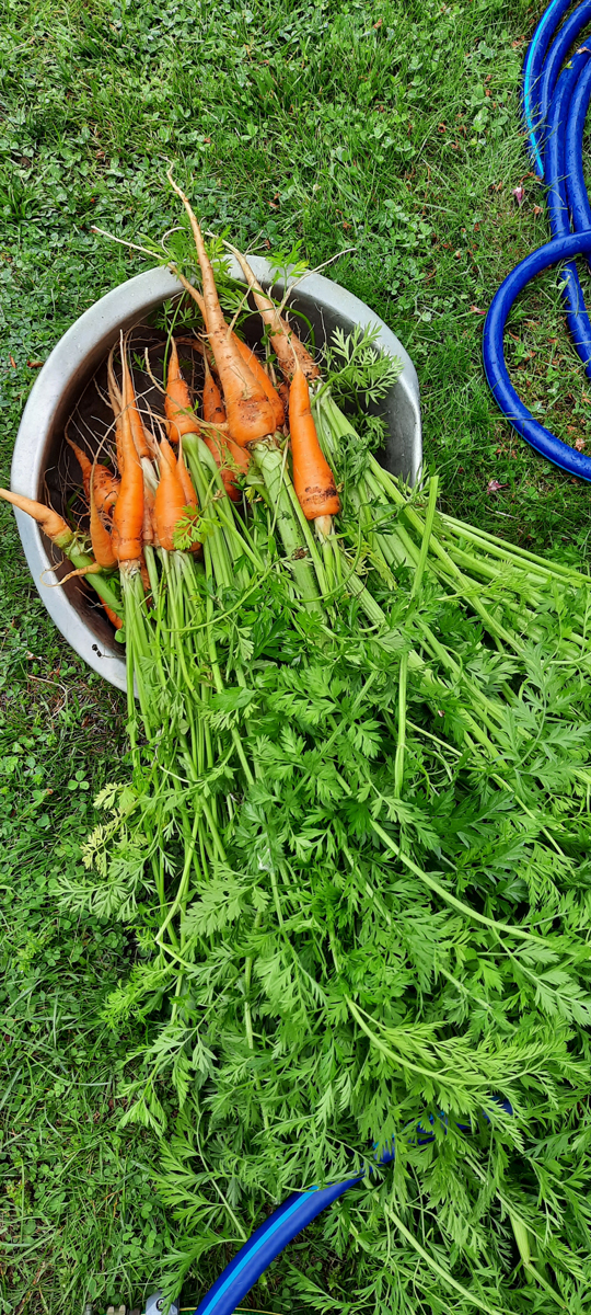 Wintered-over carrots, MA.