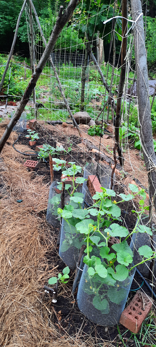 Melons with a protective hardware cloth cage.