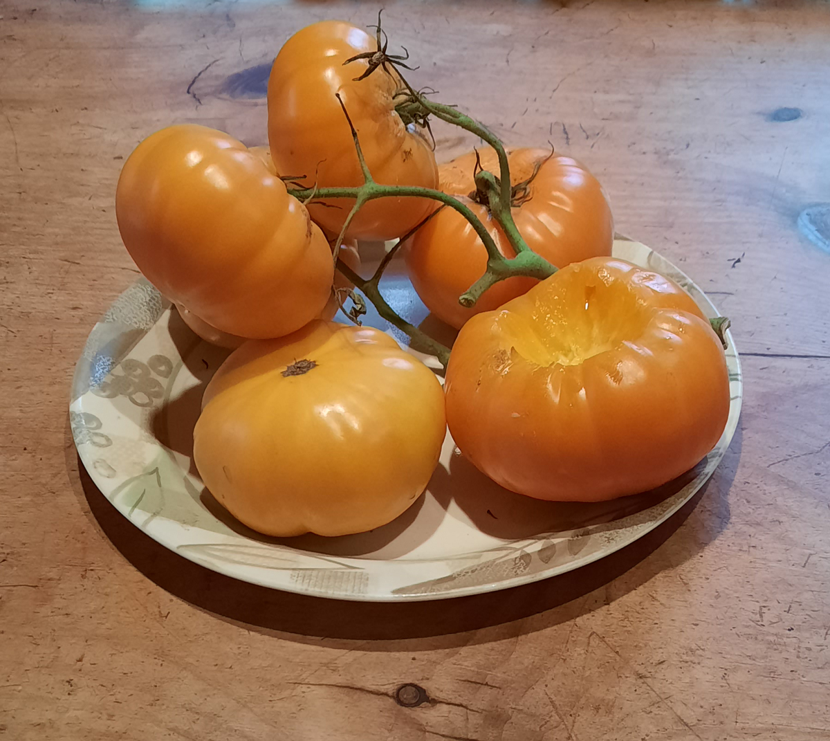 Dr Wyche's tomato ripening on counter