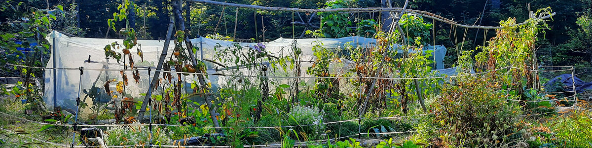 tomato trellis tri-pods