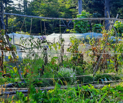 tomato trellis tri-pods