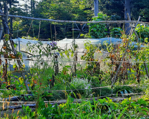 tomato trellis tri-pods