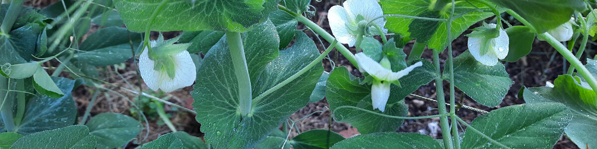 peas for fall planting