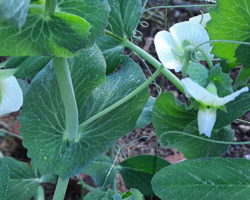 peas for fall planting