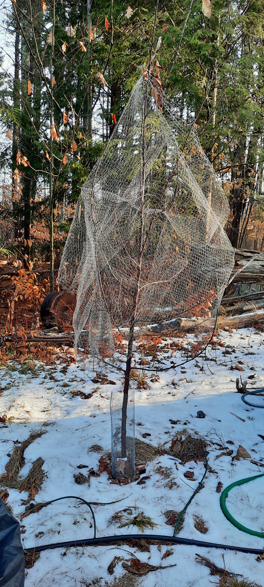 Apple tree with netting to protect against deer