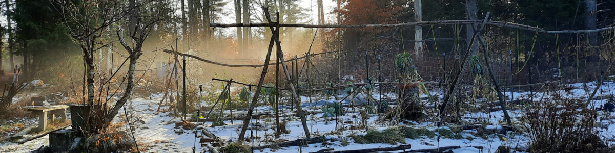 Late December NH Garden