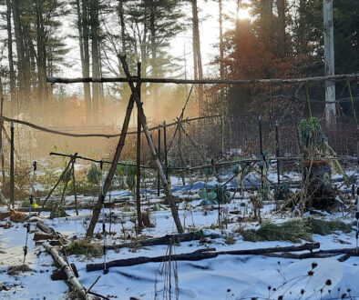 Late December NH Garden