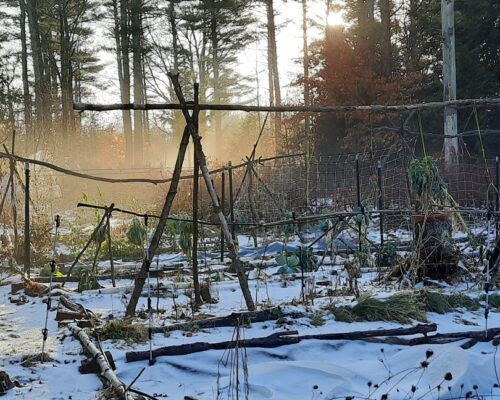 Late December NH Garden