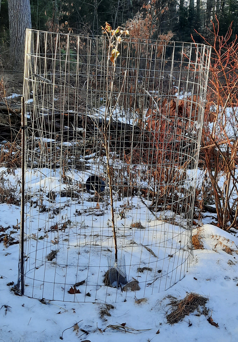 First year apple planting with protective cage