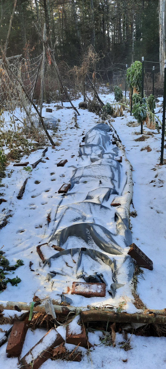 Overwintering carrots and spinach