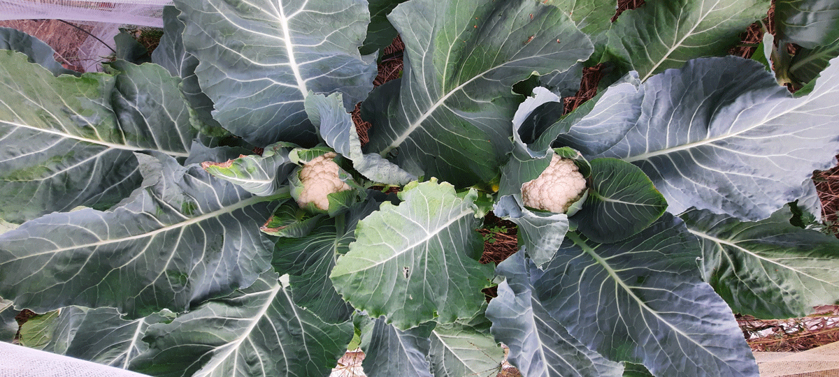 rober variety cauliflower from bear creek,