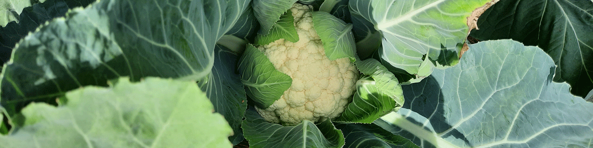 Fall cauliflower harvest