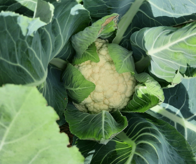 Fall cauliflower harvest