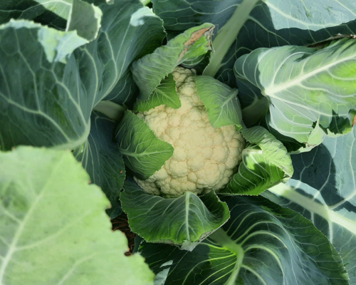 Fall cauliflower harvest