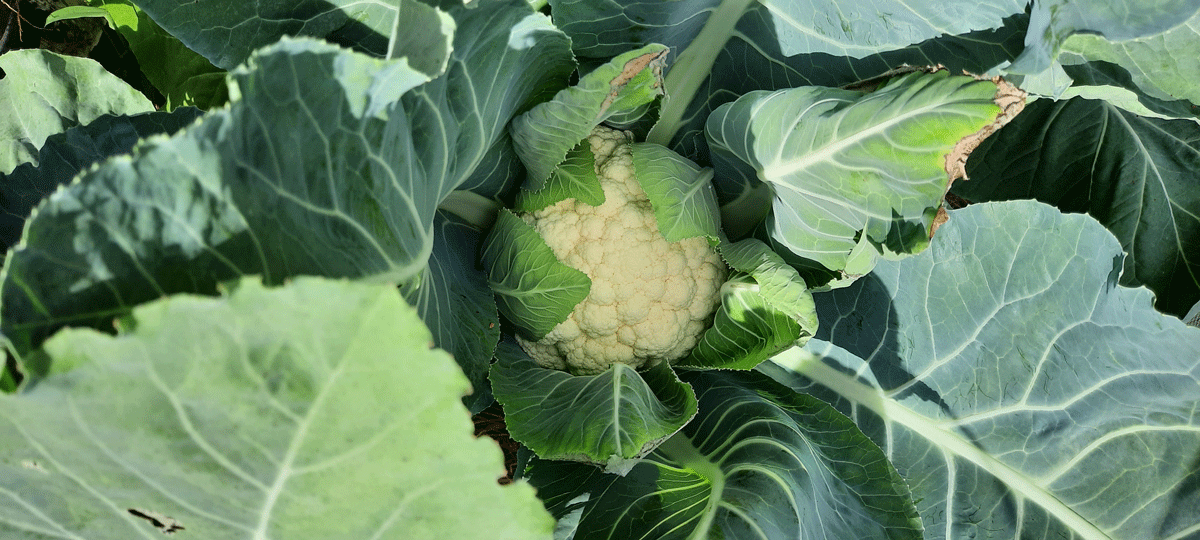 Fall cauliflower harvest