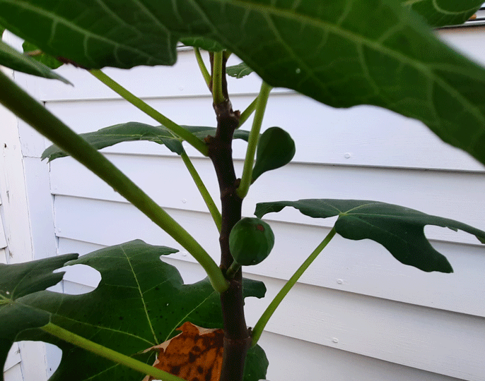 Hardy fig in MA