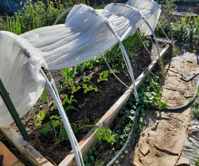 Prepping the raised bed for overwintering