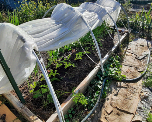 Prepping the raised bed for overwintering