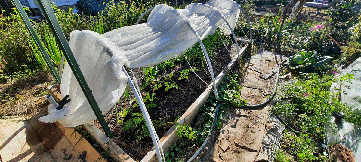 Prepping the raised bed for overwintering