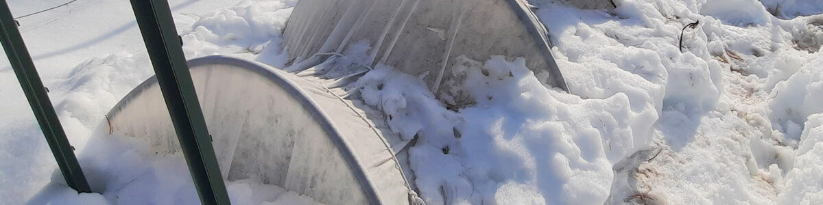 Row tunnel over wintering New England