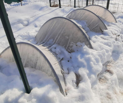 Row tunnel over wintering New England